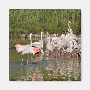 Imán Grupo de flamencos de Camargue