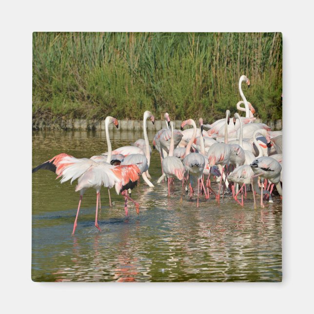 Imán Grupo de flamencos de Camargue (Frente)