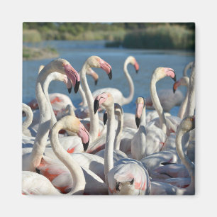 Imán Grupo de flamencos de Camargue