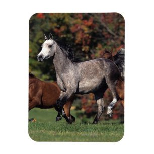 Imán Grupo de funcionamiento árabe de los caballos