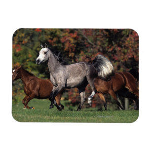 Imán Grupo de funcionamiento árabe de los caballos