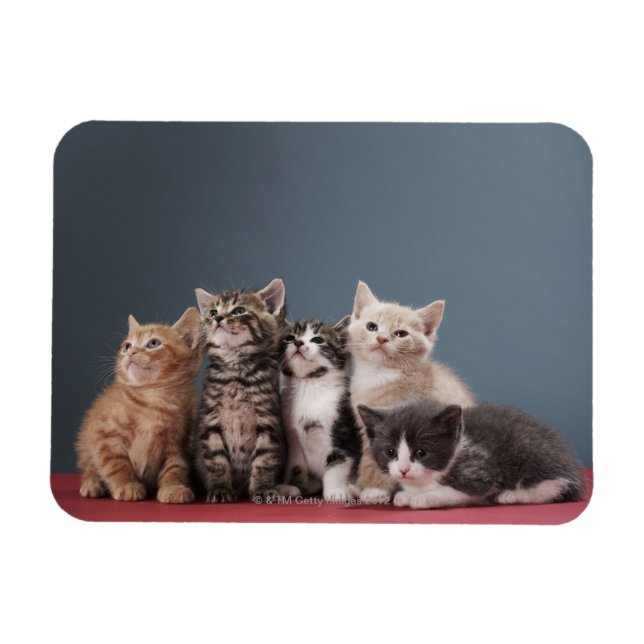 Imán Grupo de gatitos (Horizontal)
