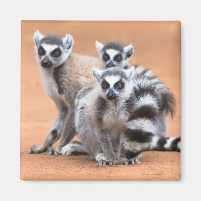 Imán Grupo de Lemurs con Colas (Frente)