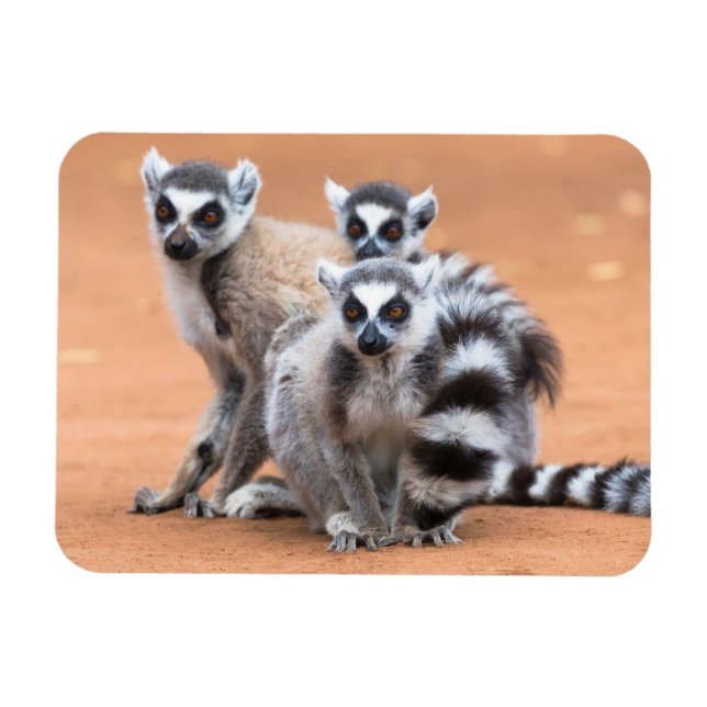 Imán Grupo de Lemurs con Colas (Horizontal)