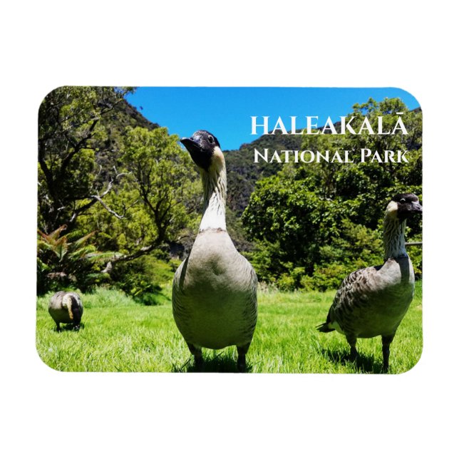 Imán Grupo de Nēné, Parque Nacional Haleakalā, Maui, HI (Horizontal)