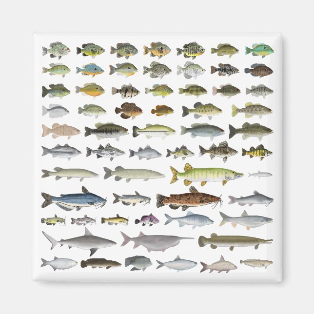 Imán Grupo de peces de agua dulce de América del Norte (Frente)
