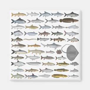 Imán Grupo de peces de agua dulce del sur de Asia