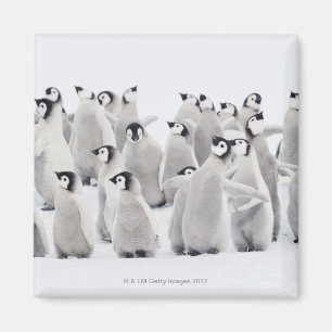 Imán Grupo de pingüinos de emperador (forsteri del