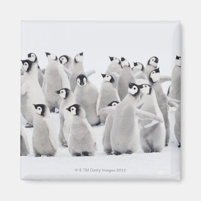 Imán Grupo de pingüinos emperadores (Aptenodytes forste (Frente)