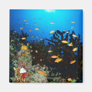 Imán Grupo grande de natación de los pescados de Goldi