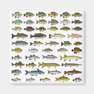 Imán Grupo Norteamericano de Pescado de Agua Dulce