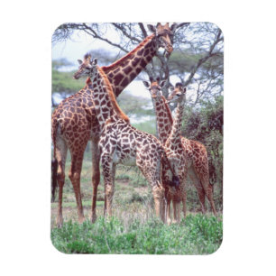 Imán Grupo o manada de jirafas con crías, Giraffa