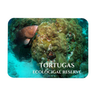Imán Grupo Rojo en Coral, Reserva Ecológica de Tortugas