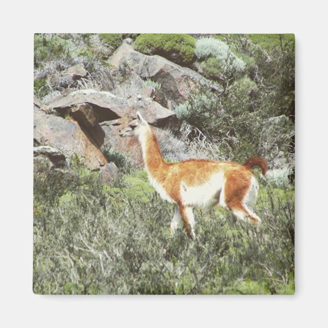 Imán guanaco (Frente)