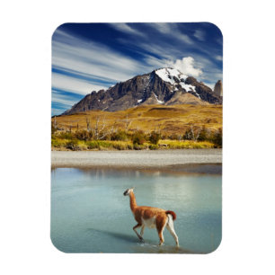 Imán Guanaco que cruza el río en Torres del Paine