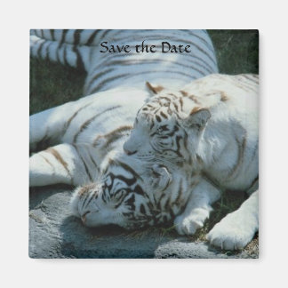 Imán Guardar los imanes del tigre blanco