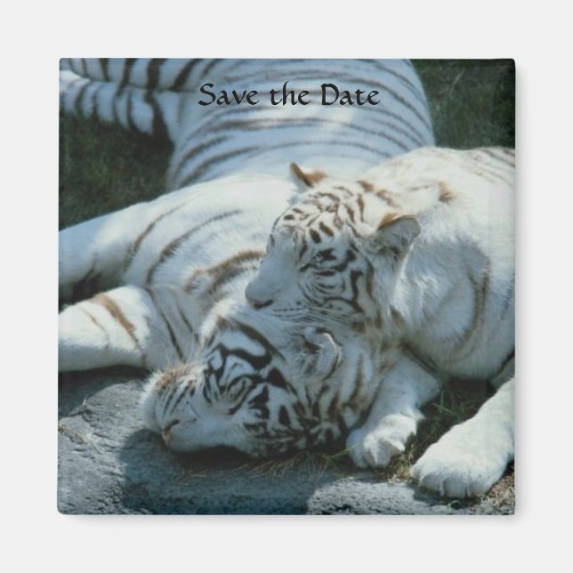 Imán Guardar los imanes del tigre blanco (Frente)