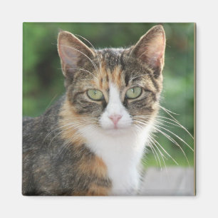 Imán Guay Cat