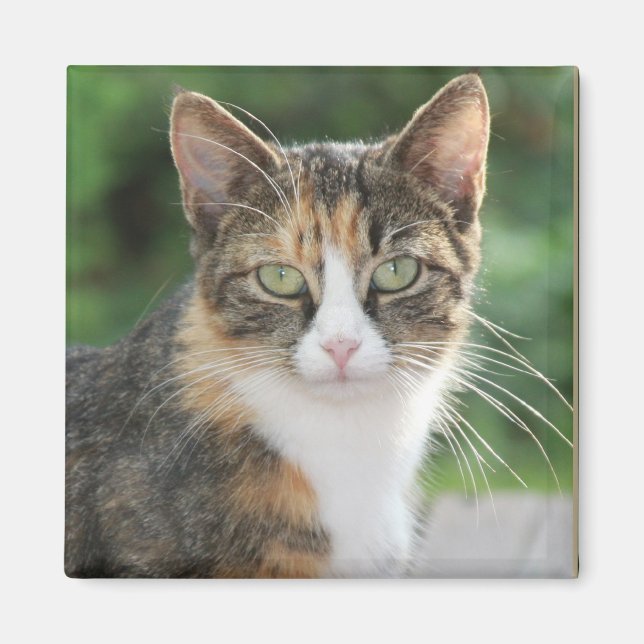 Imán Guay Cat (Frente)