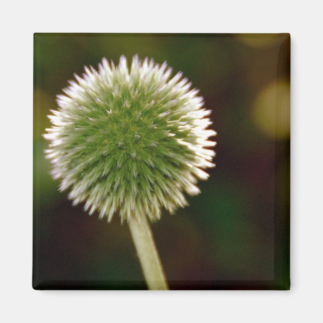 Imán Guay Globe Thistle Magnet (Frente)