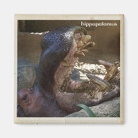 ¡Guay Hippopótamo Magnet!