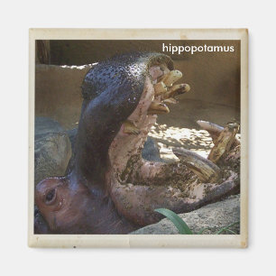 Imán ¡Guay Hippopótamo Magnet!