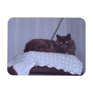 Imán Guay Nebelung