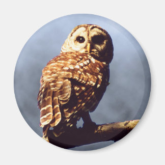 Imán Guay Owl Magnet