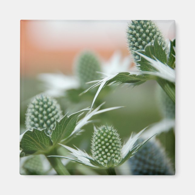 Imán Guay Plant Magnet (Frente)