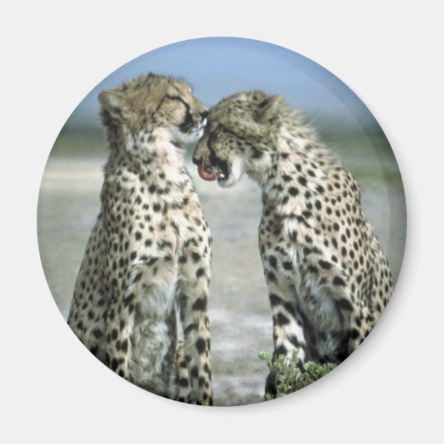 Imán guepardo (Frente)