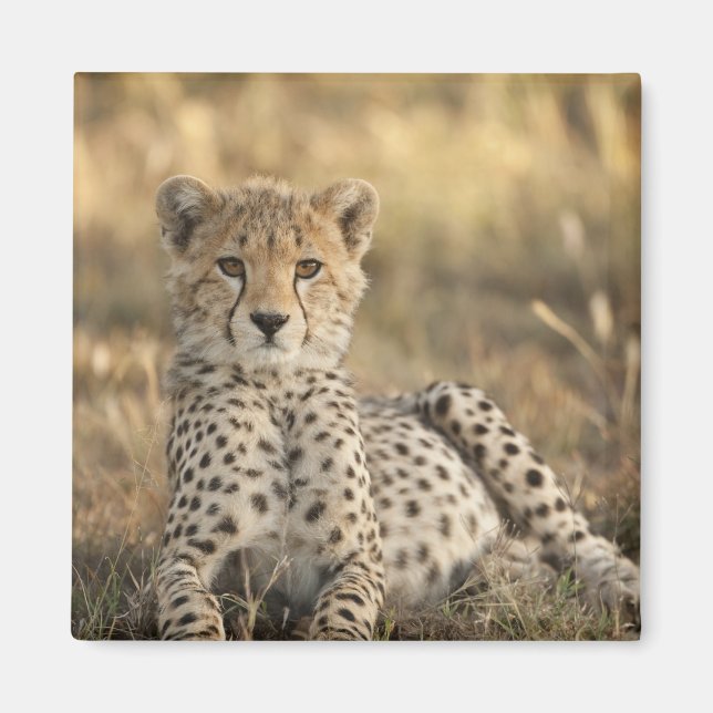 Imán Guepardo, Acinonyx jubatus (Frente)