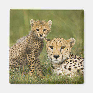 Imán Guepardo, Acinonyx jubatus, con cría