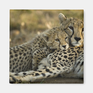 Imán Guepardo, Acinonyx jubatus, con cría en el Masai 2