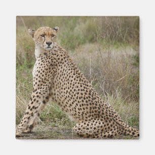 Imán guepardo masculino, jubatus del Acinonyx,