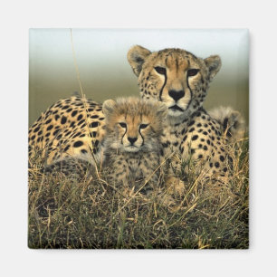 Imán Guepardo y Cub
