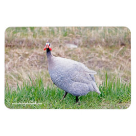 Imán Guinea Fowl