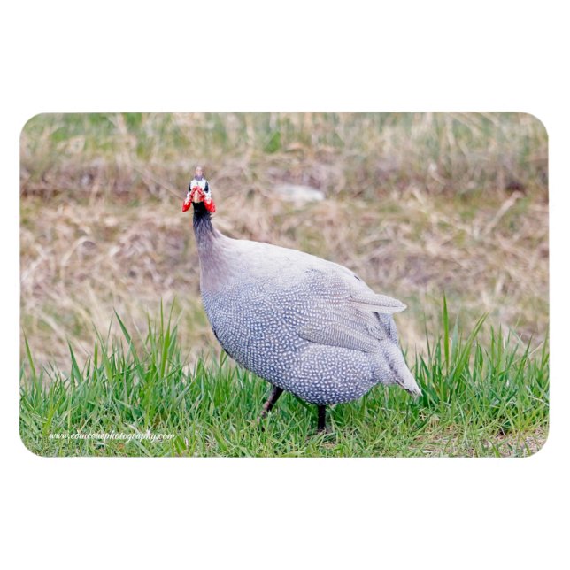 Imán Guinea Fowl (Horizontal)