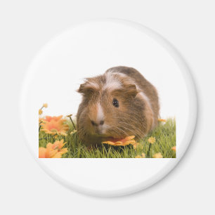 Imán Guinea pigs se tiene lawn