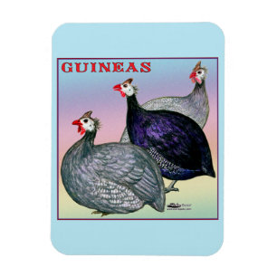 Imán Guineas Three Fowl