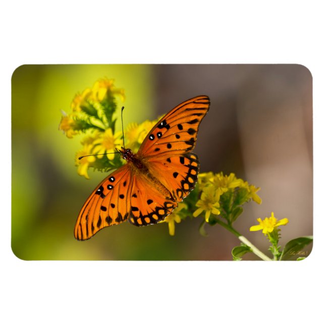 Imán Gulf Fritillary también conocida como Mariposa de  (Horizontal)