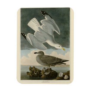 Imán Gull arenque de los pájaros de América de John Aud