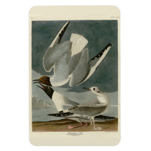 Imán Gull bonapartiano de los pájaros de América de Aud