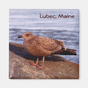 Imán Gull en Lubec, Maine