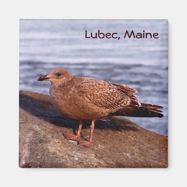 Imán Gull en Lubec, Maine (Frente)