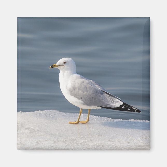 Imán Gull on ice (Frente)