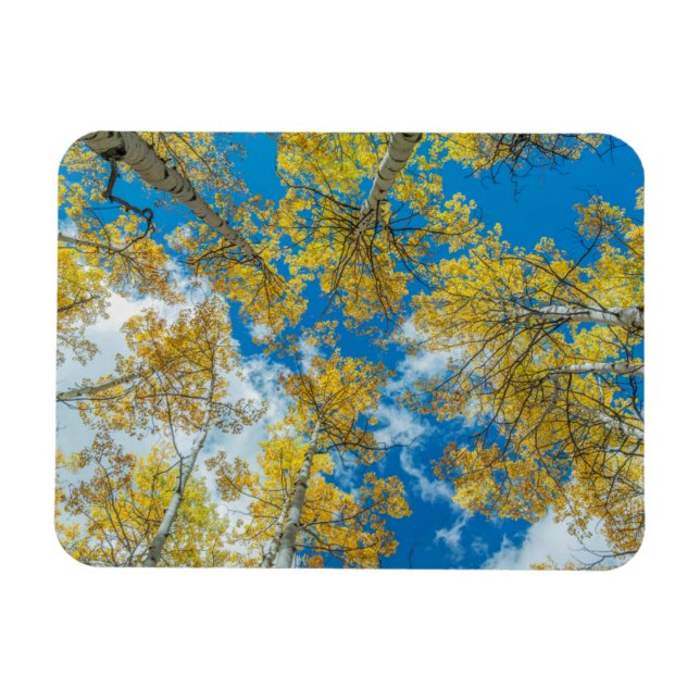 Imán Gunnison National Forest Colorado (Horizontal)