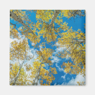 Imán Gunnison National Forest Colorado