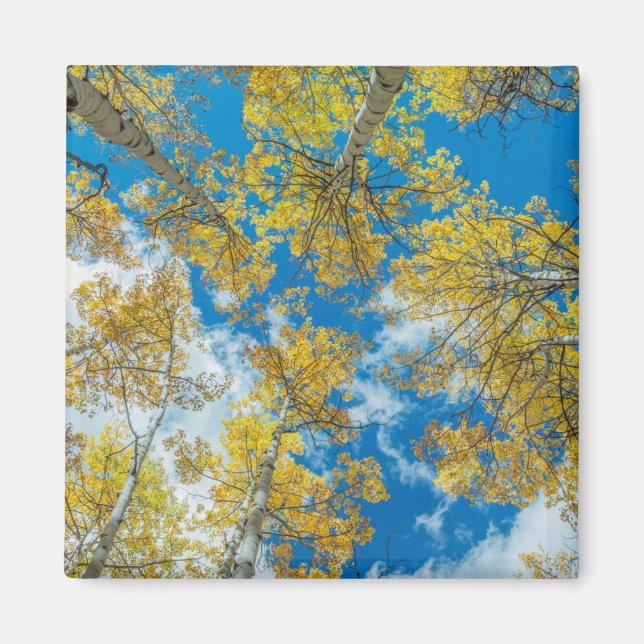 Imán Gunnison National Forest Colorado (Frente)