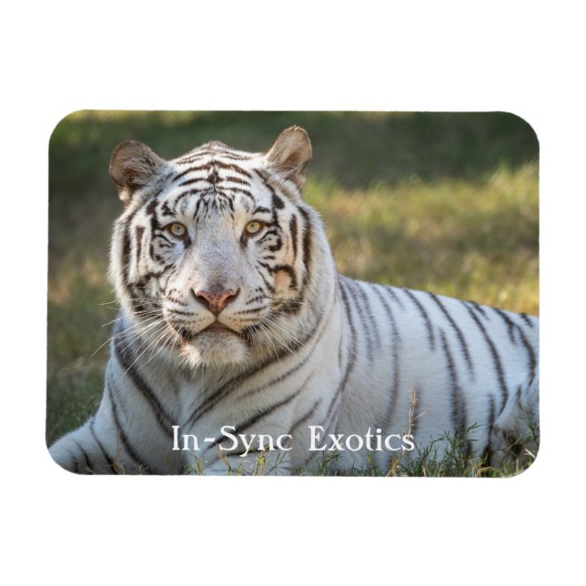 Imán Gus - (Horizontal)