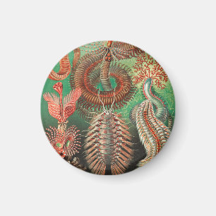 Imán Gusanos, Anélidos Chaetopoda por Ernst Haeckel